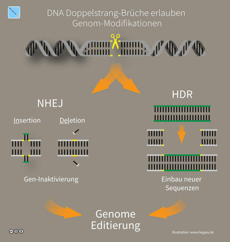 Das CRISPR Cas9 System ermöglicht mittels zielgerichteter DNA Doppelstrangbrüche die Veränderung des Genoms.